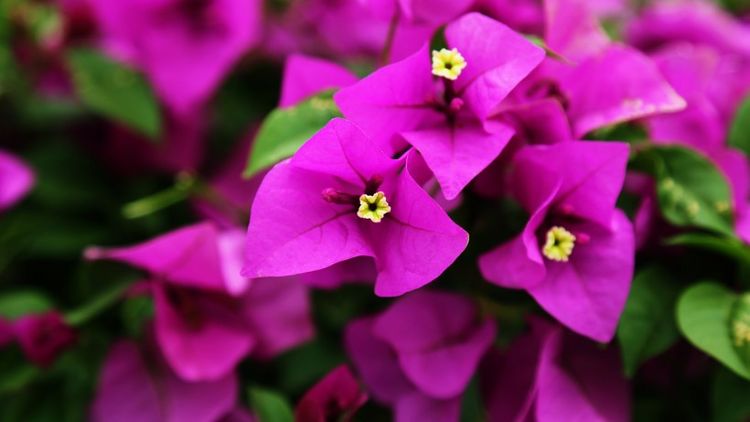 生肖|10月开始，吉星照耀，财运暴涨，事业顺风顺水的四大生肖