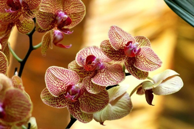 「生肖」7月中旬，四大生肖桃花开满枝，难忍相思，良缘不请自来！