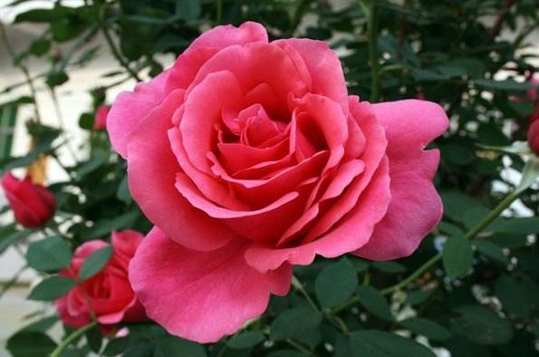 生肖|2020到2023年好运连连，财气旺盛，出门必捡钱的3大生肖！