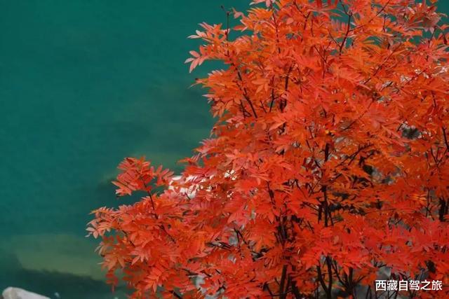 南京|川西红叶彩林攻略来了，错过这次再等一年