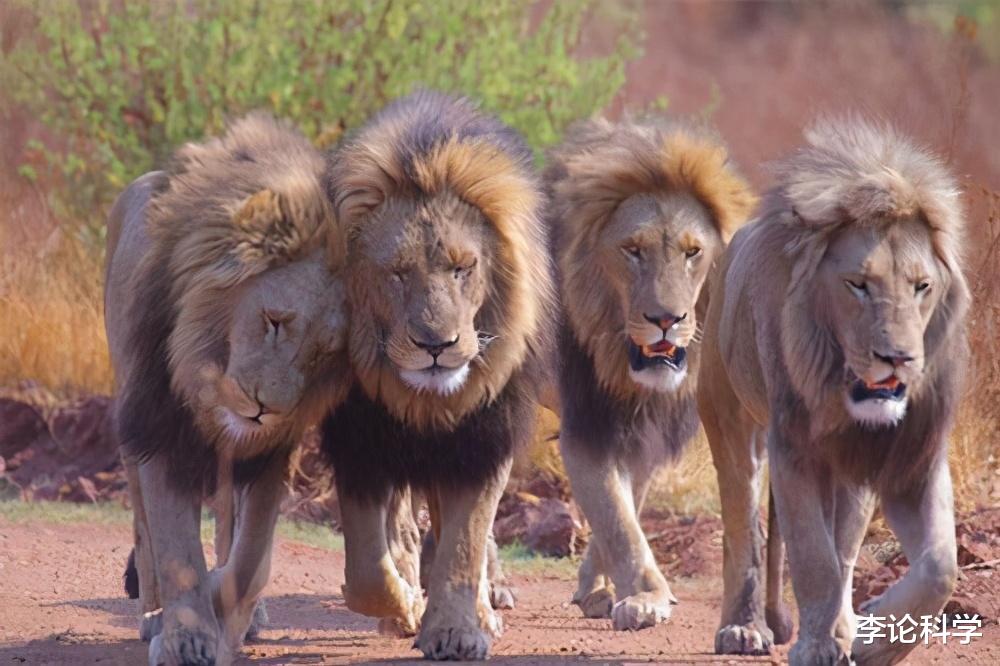 狮尾狒|动物们没有道德，它们如何避开近亲繁殖？