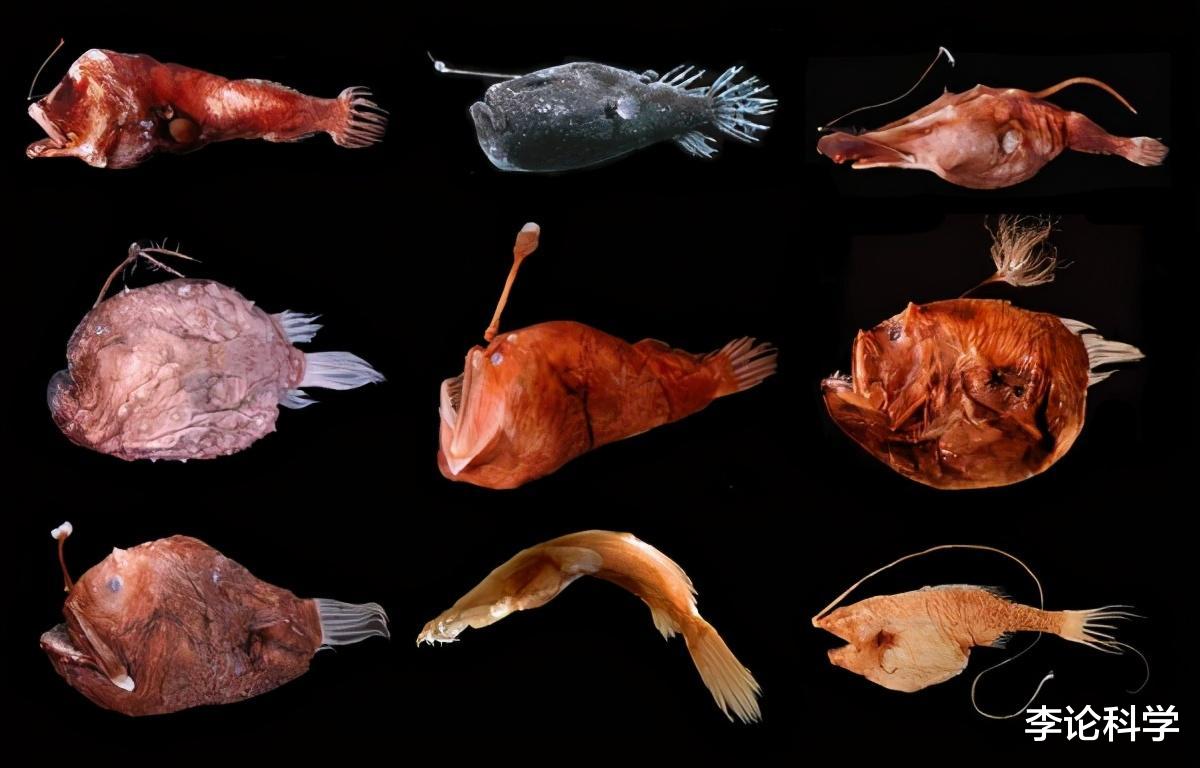 基因|为了繁殖，竟将自己变成雌性身上的器官，将软饭吃到极致