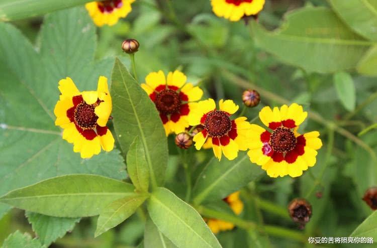 生肖@6月开始好运爆发，财运旺盛，事业蒸蒸日上的生肖