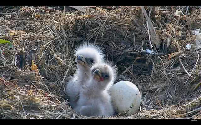 『』以骨头为食的胡兀鹫,体型巨大的猛禽,经历过黑暗的童年