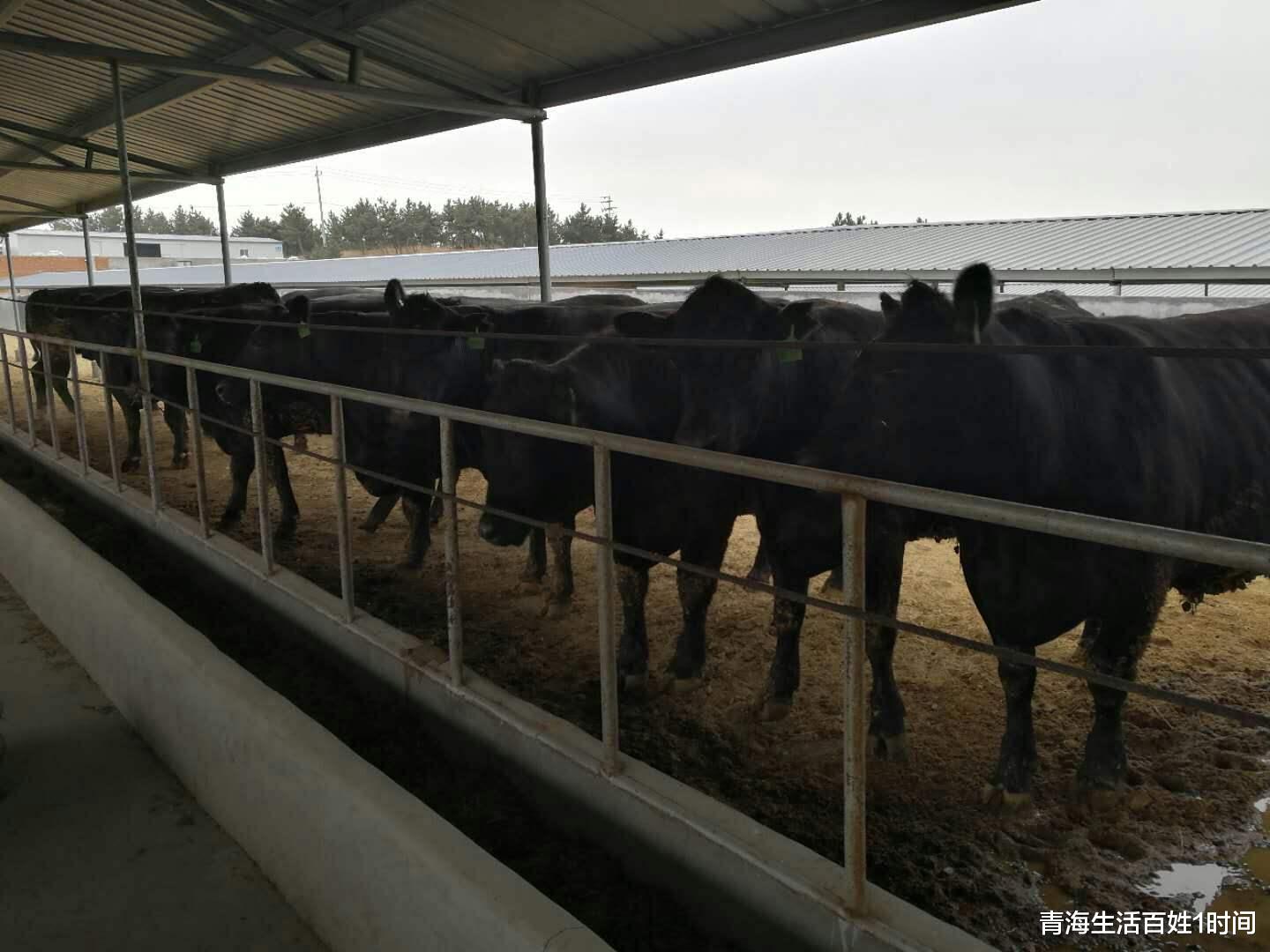 不賣給中國？澳大利亞出口商決定：將優質牛肉高價轉賣給其他國傢-圖4