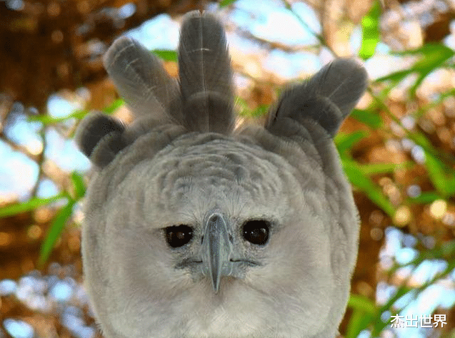 [水底奥秘]世界上“最大”的鹰，总体重可达70公斤，翅膀展开长达7米！