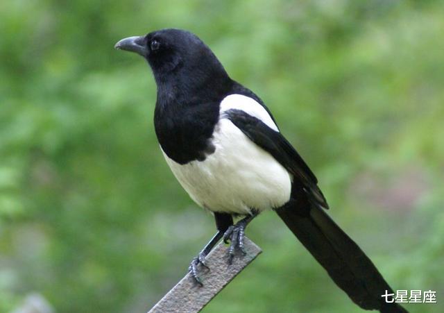 生肖▲命有偏财！中彩票大奖几率最高的3生肖