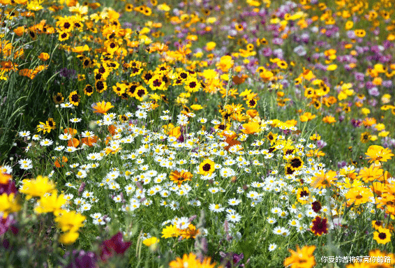 运势|9月运势如虹，财源广进，4属相事业顺利，满堂吉庆，大吉大利