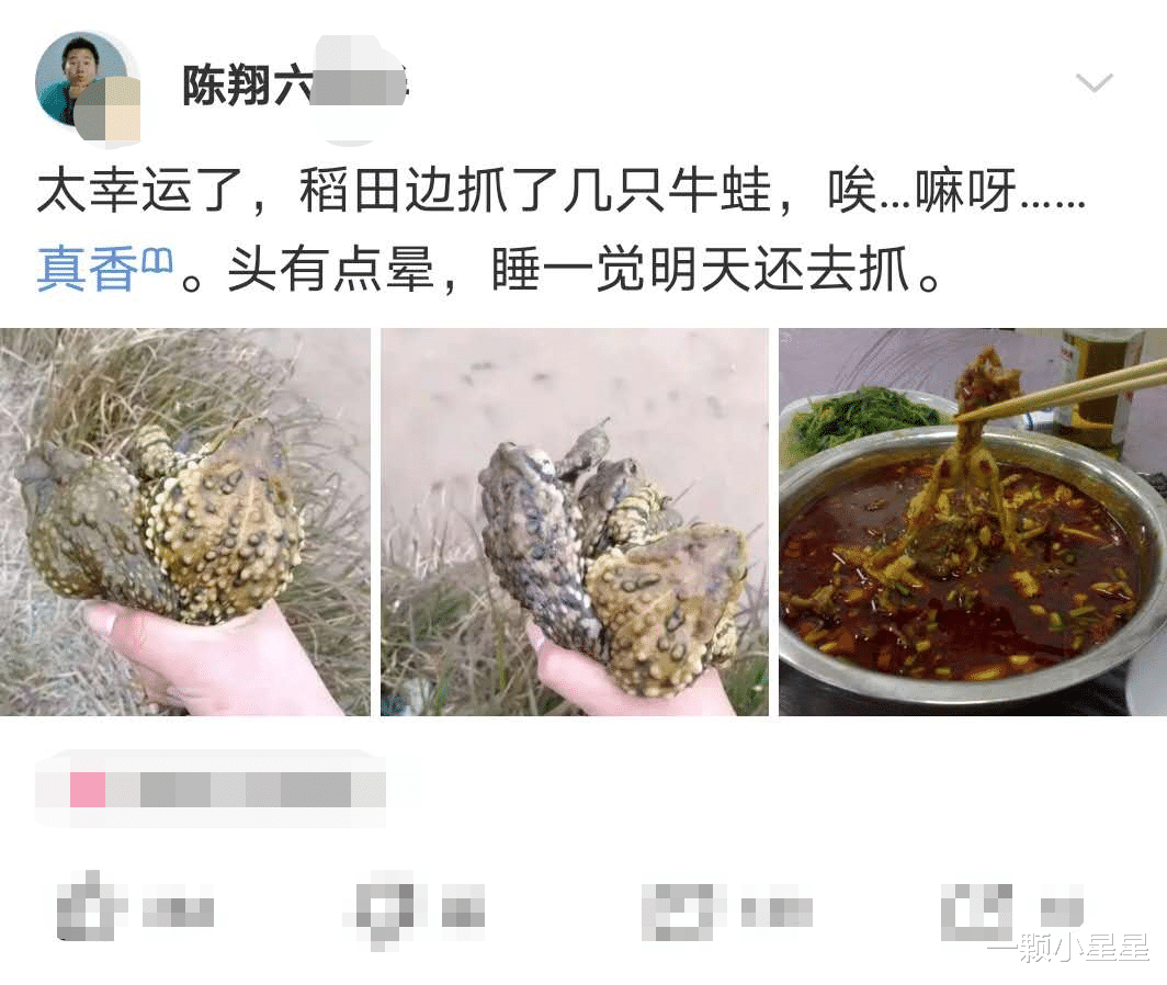 牛蛙|“抓到了几只牛蛙！太好吃了！有点头晕，等睡醒了明天还去！”赖克包？