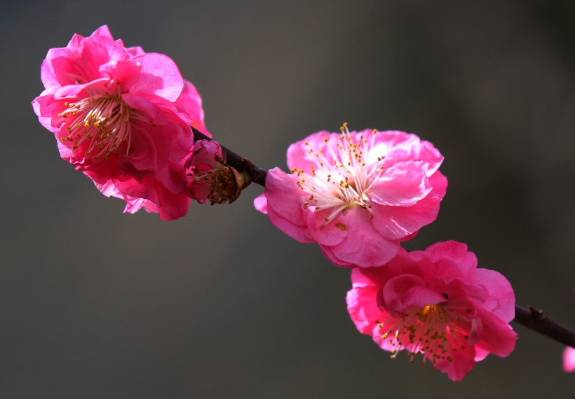 【生肖】7月份初，桃花缠绕，月老姻缘一线牵，终擦出真爱火花的四大生肖