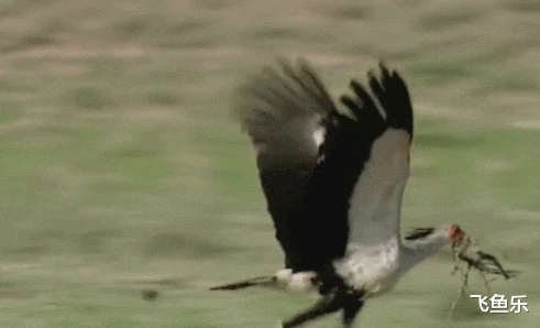 毒蛇|\那些以毒蛇为零食的“蛇类克星”，不是在吃蛇就是在吃毒蛇的路上\