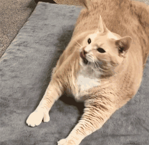 你知道你家猫是什么星座吗？来一起看看吧！