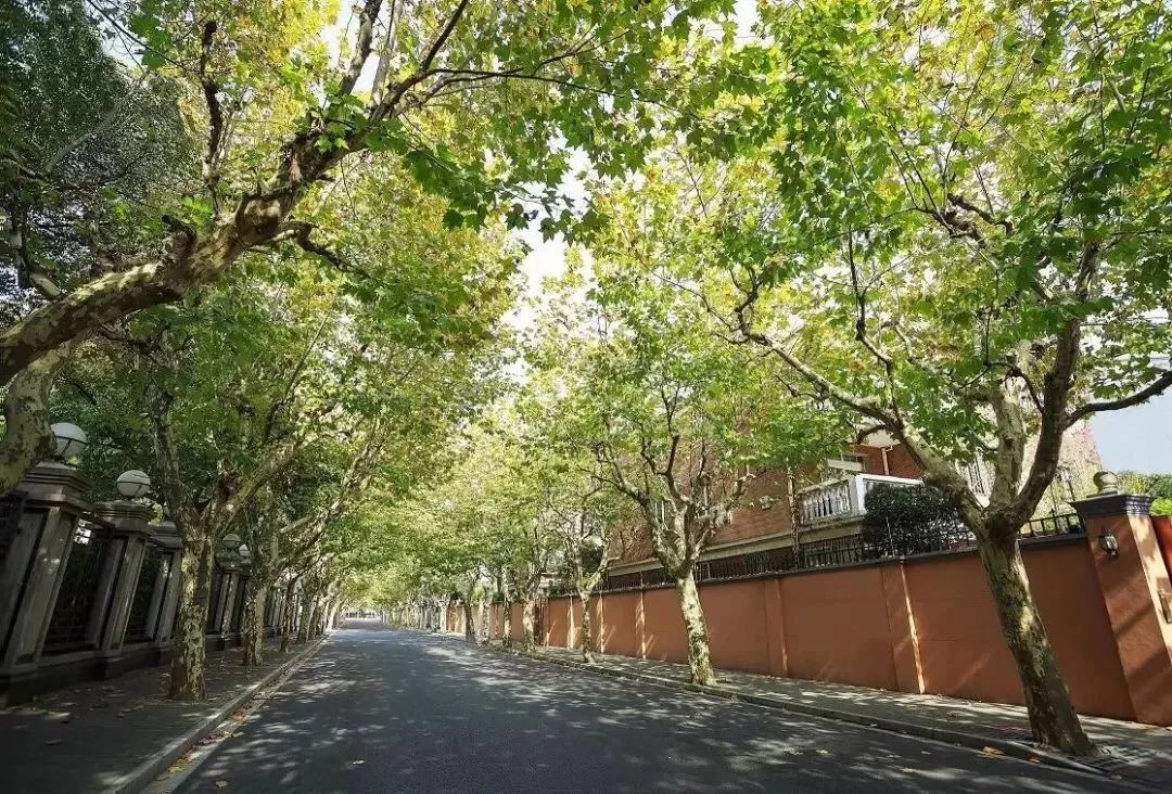 2019上海中高端新盘回顾 | 47盘取证均价超8万 轻微毒舌点评