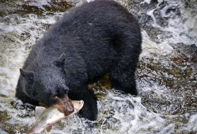 水库|抢劫？河边钓鱼被黑熊抢走，不仅不怕还追踢黑熊，胆真大