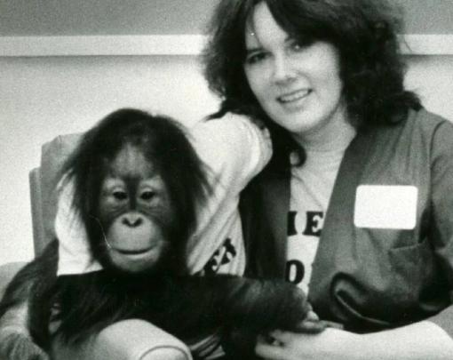 猩猩|一只上过大学的猩猩，试图成为人类，最后却被囚禁30年  ?