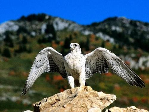 欧洲|盘点地球有史以来十二大最凶猛的猛禽