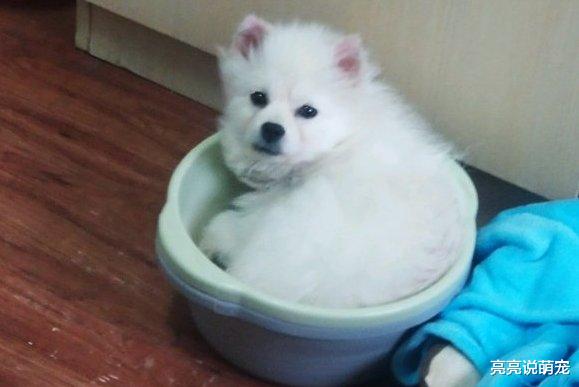 博美睡觉尿床，网友不让它在床上睡了，结果它找了个好地方