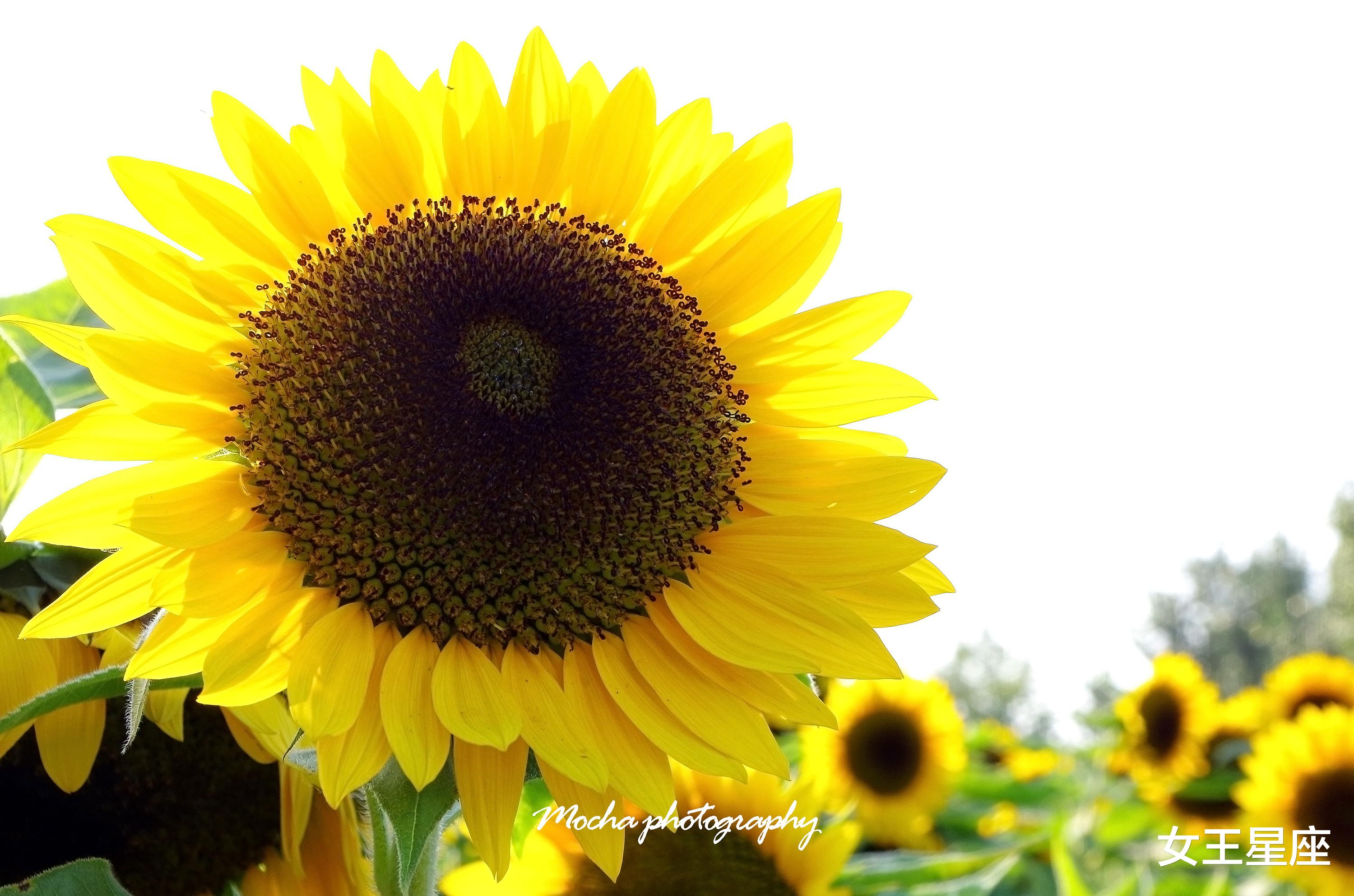 生肖@点钞机准备好了吗？3属相，6月下旬，极有可能中百万大奖！