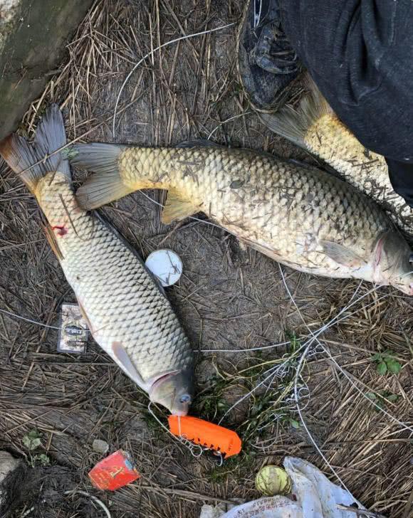 ：男子湘江“可视化锚鱼”几十斤大鱼接连上岸，网友：能钓光湘江鱼