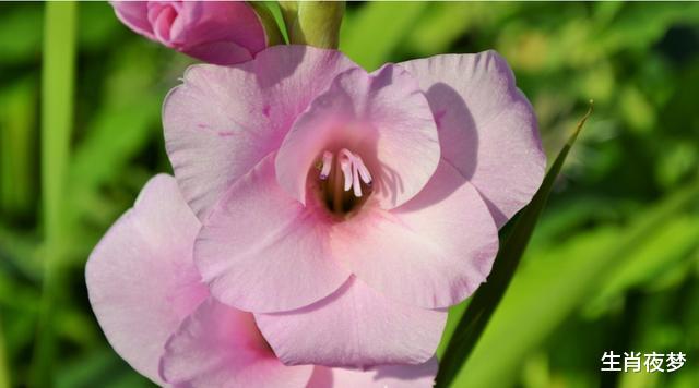 [生肖]4月，情根深种，醉后知酒烈，3生肖携手旧情人，情深似海爱到底