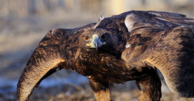 鹦鹉|鹰的重生，折翅飞行，这些鹰的传说，都是真的吗？