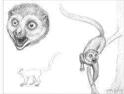 化石:已找到!人类进化链上缺失的重要一环,人类来源问题基本确定