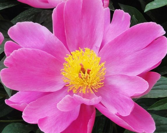 双鱼座|未来一周，4属相运势越来越好，财运亨通，事业腾飞，生活美满