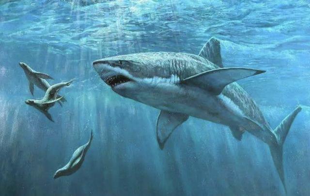 【海豚】鲨鱼为什么不吃海豚？鲨鱼：真的追不上，追上了也打不过