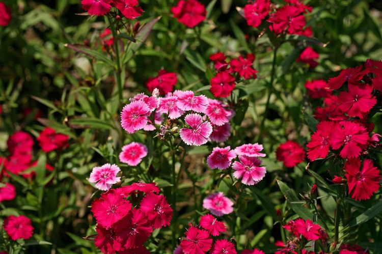 生肖|8月下旬开始，喜鹊寻找，真情荡漾，遇到真爱的4大生肖