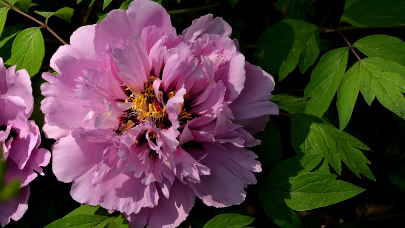 「运势」2020年开始鸿运当头，正财横财连发，大财小财齐进的四属相