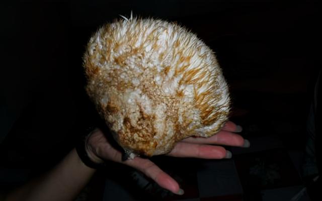 失去这段爱 假如抬头正好看到“它”，请爬上去把它取下来