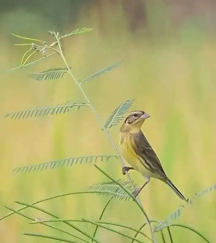 青海|东莞三地发现世界级“极危”鸟类禾花雀!数量为近年之最!