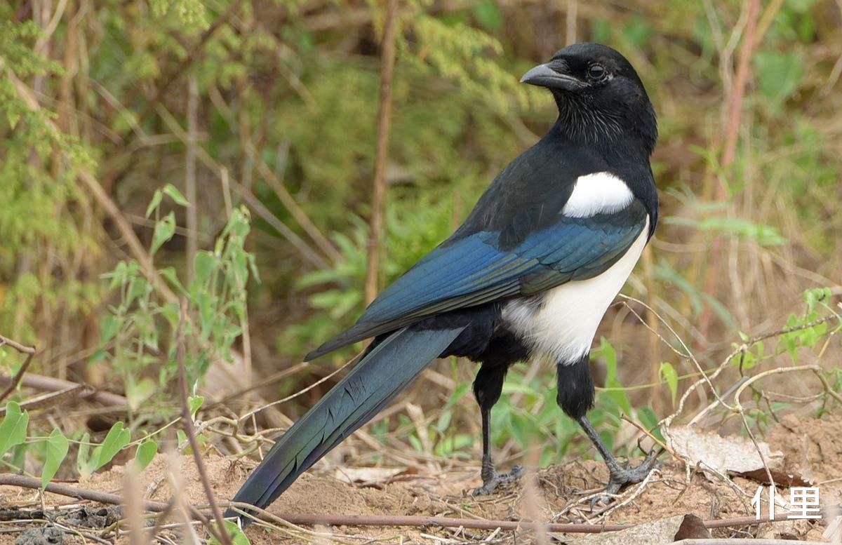 「生肖」6月上旬降财运，正财不请自入 月月都大发猛发的3大生肖