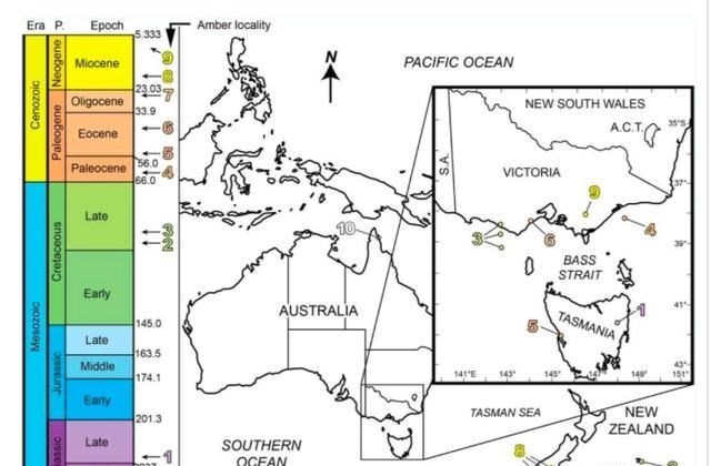化石|世界上最尴尬的事，莫过于交配时变琥珀，4100万年后还要被围观！