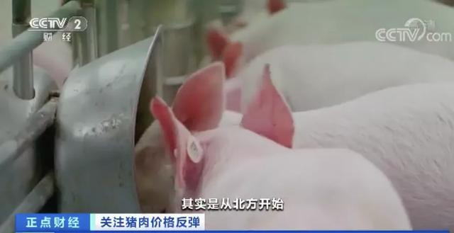 #猪肉#突然！涨了