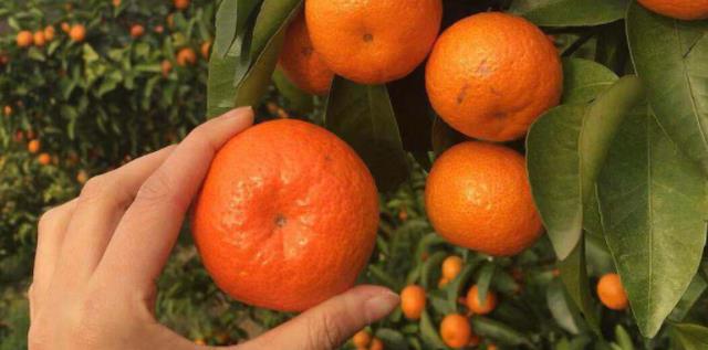 松鼠峻峻 买砂糖桔，不论价格好坏，只要有以下4点就别买，果农自己都不吃