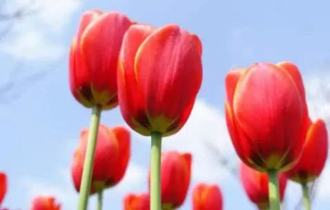 运势@将来七天，前程锦绣，吉人自有天相，一路有大财的生肖