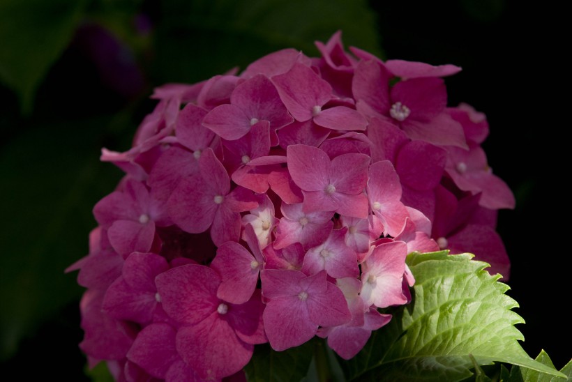 生肖@4月底诸事逢凶化吉，吉星傍身，幸运至极，贵人鼎力相助的四属相