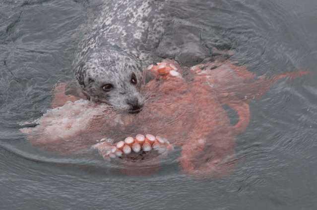【科学家】科学家认为章鱼其实并非是来自地球, 这些理由还挺头头是道的