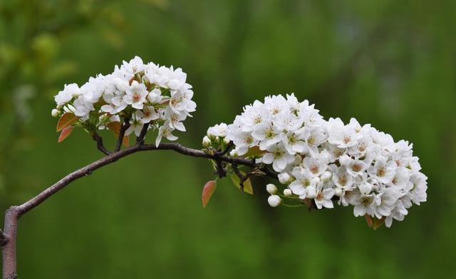 生肖|最快一周，爱情迎好运，追求者不断，喜结良缘喜脱单的四个生肖