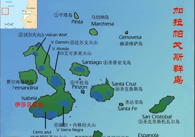 象龟|全世界最稀有的龟，灭绝百年重新现世，被发现时已活了100多岁
