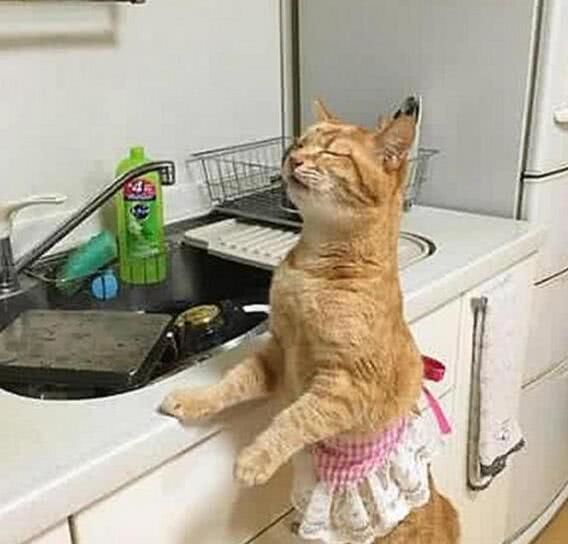 主人下班迟了，橘猫自己当大厨，接下来情形萌翻人
