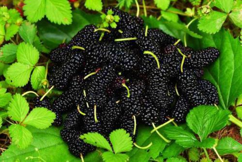 「桑葚」7月看到此水果别犹豫！买10斤做成“万能酱”，滋阴又润燥超养肤