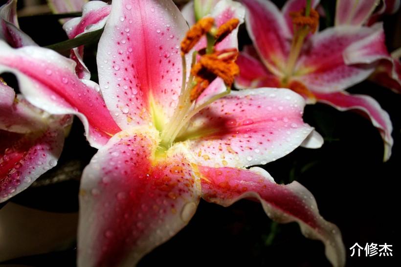 「生肖」下半年姻缘上上签，爱神来相助，喜结良缘喜脱单的4生肖