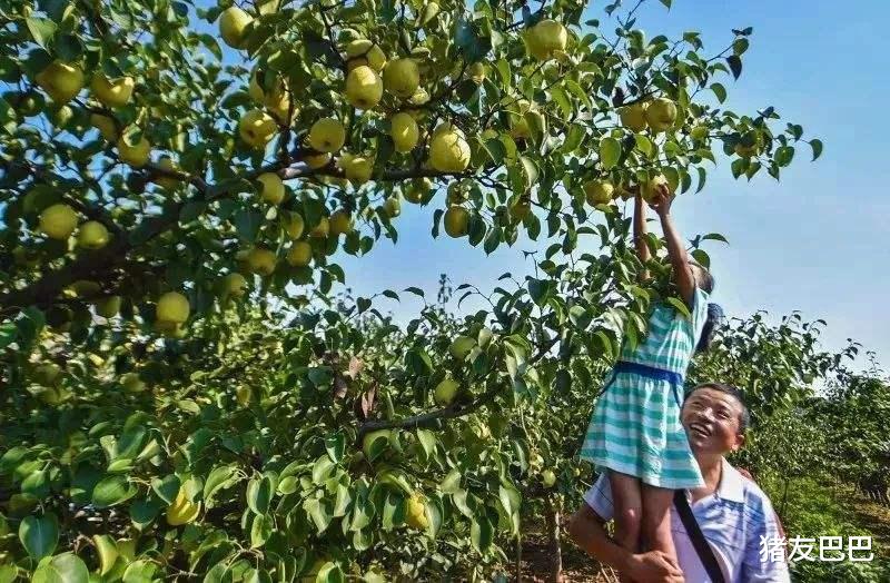猪友巴巴|七月枣，八月梨！入秋后，梨树“逆生长”，咋就开花了？答案来了