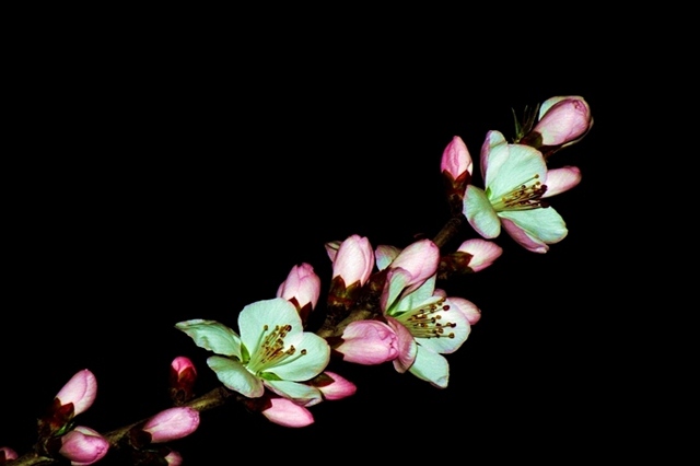 「生肖」真有天生的桃花命？详解金木水火四大桃花生肖，有的既藏金又藏花