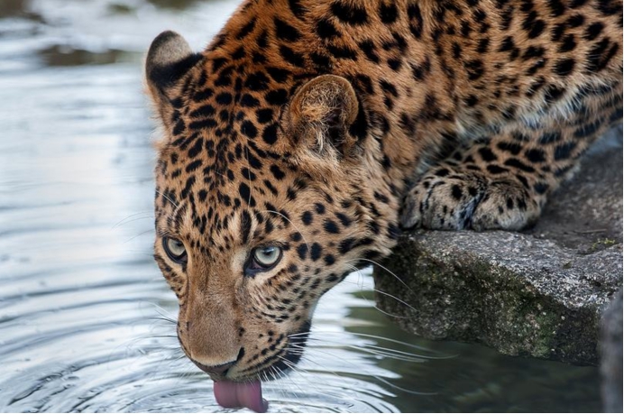 陕西|意外之喜！陕西发现4只稀缺生物，研究员：它是中国特有物种