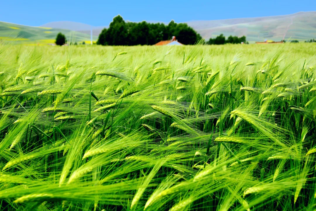 『离岛』又一条中国最美国道爆火！霸占大西北50%的精华美景，7、8月沿途美爆朋友圈！