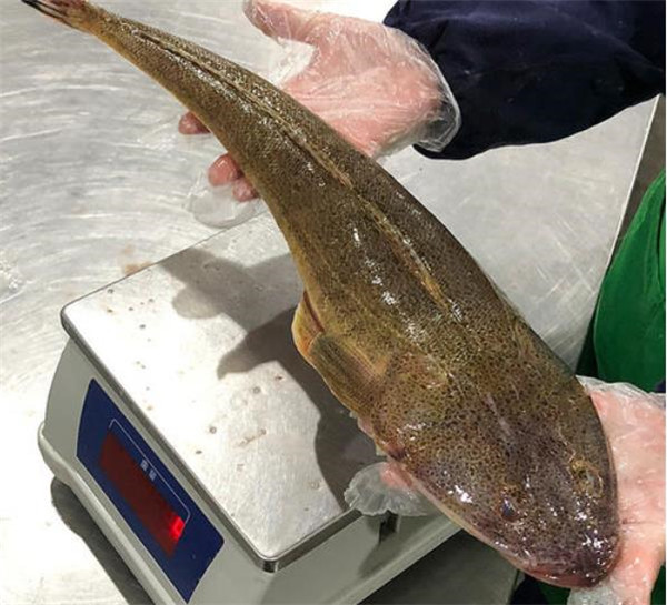 潮汕|这鱼在我国不值钱，潮汕人懂它的价值，到了日本摇身一变成高档货