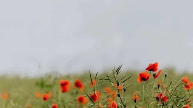 生肖▲6月中旬,桃花满枝头,福星临命,好运相伴姻缘临门的四大生肖